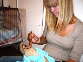Animal rehabilitation project in South Africa