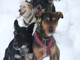 Slovakia dogsledding weekend