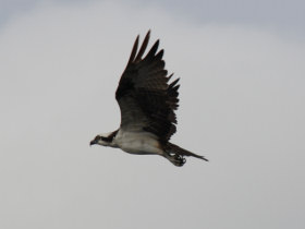 Nicaragua wildlife holiday