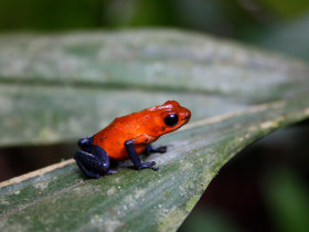 Nicaragua wildlife holiday
