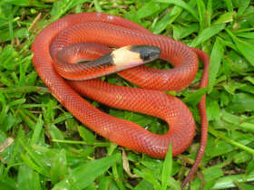 Nicaragua wildlife holiday