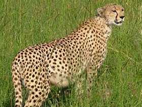 Kenya wildlife camping safari
