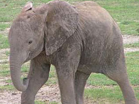 Kenya wildlife camping safari