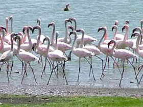 Kenya wildlife camping safari