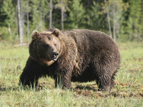 Bear watching short break in Finland