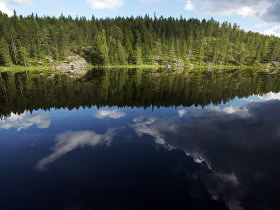 Bear watching short break in Finland