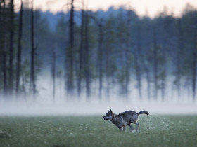 Bear watching short break in Finland