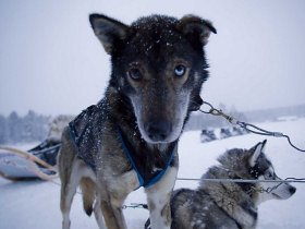 Winter activity holiday in Finland, Wild Taiga