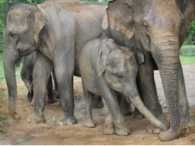 Sri Lanka holidays, tailor made