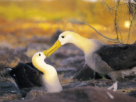 Galapagos & Ecuador tailor made holidays