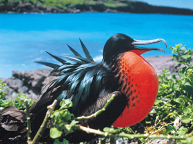 Galapagos & Ecuador tailor made holidays