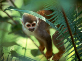 Galapagos Monkeys