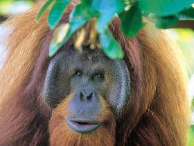 Indonesia holidays, tailor made, Orangutans & Komodo dragons