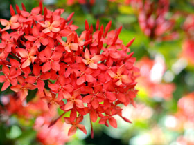 Thailand holidays, tailor made