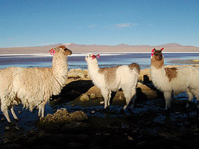 Andes overland journey, Atacama desert to Machu Picchu