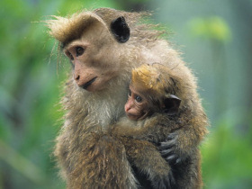 Sri Lanka family holiday with monkey conservation