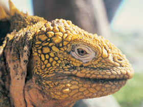 Ecuador and the Galapagos holiday