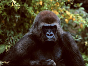 Gorilla holidays in Uganda