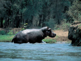 Gorilla holidays in Uganda