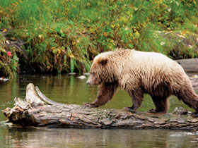 Wilderness holiday in Alaska