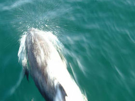 Isle of Mull day cruises