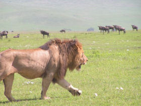Rift Valley lodge safari in Tanzania