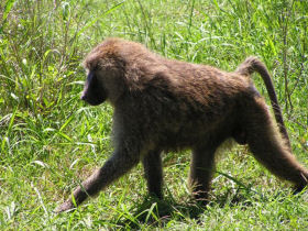 Rift Valley lodge safari in Tanzania