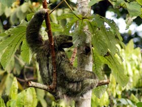 Costa Rica wildlife holiday, tailor made