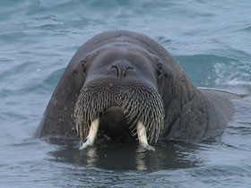 Arctic sailing voyages, Spitsbergen