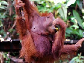 Sarawak and Brunei holiday in Malaysia