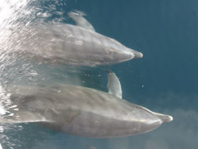 Galapagos cruises