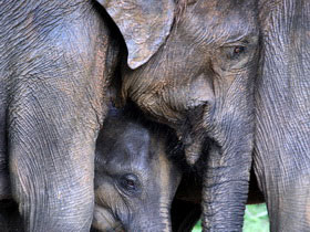 Family tour to Sri Lanka