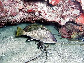 Sardinia diving holidays, Italy