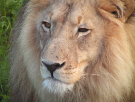 Family safari & desert adventure in Namibia