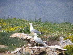 Sailing & conservation holiday in Greece