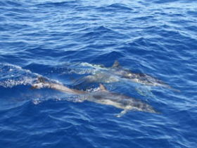 Conservation sailing holiday in Greece
