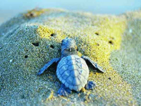 Conservation sailing holiday in Greece