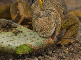 Galapagos Islands holidays