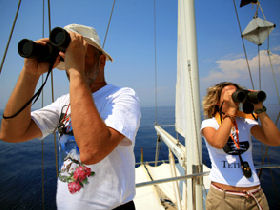 Whale & dolphin research in Ligurian Sea, Italy