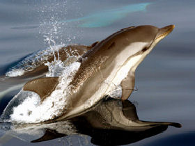 Whale & dolphin research in Ligurian Sea, Italy