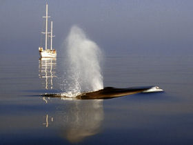 Whale & dolphin research in Ligurian Sea, Italy