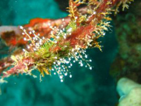 Tobago marine conservation project
