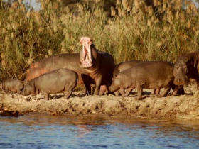 Tanzania safari and beach family holiday