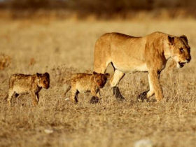 Tanzania safari and beach family holiday