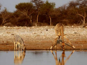 Tanzania safari and beach family holiday