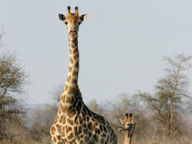 Safari & holiday to South Africa