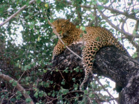 Safari & holiday to South Africa