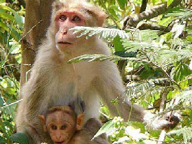 History, culture & wildlife of India holiday