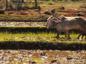 History, culture & wildlife of India holiday