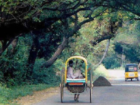 History, culture & wildlife of India holiday